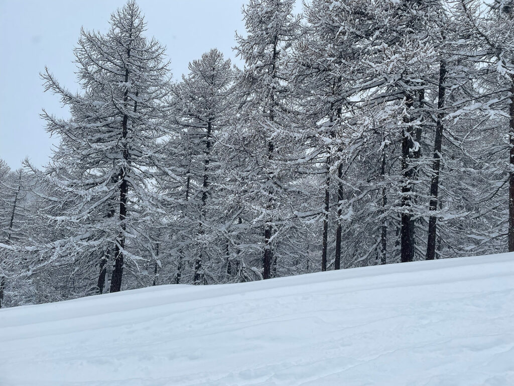 Alberi innevati a bordo pista